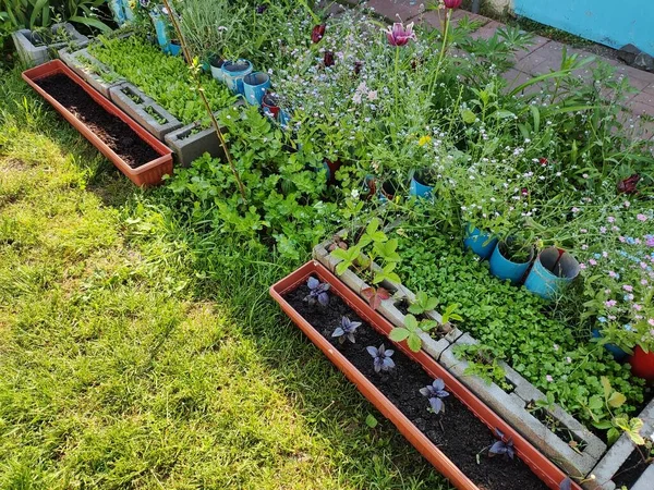 Mini Jardín Cultivar Alimentos Orgánicos Jardín Casero Pequeño Huerto Doméstico — Foto de Stock