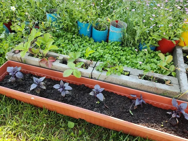 Mini Jardim Cultivo Alimentos Orgânicos Jardim Casa Pequena Horta Doméstica — Fotografia de Stock