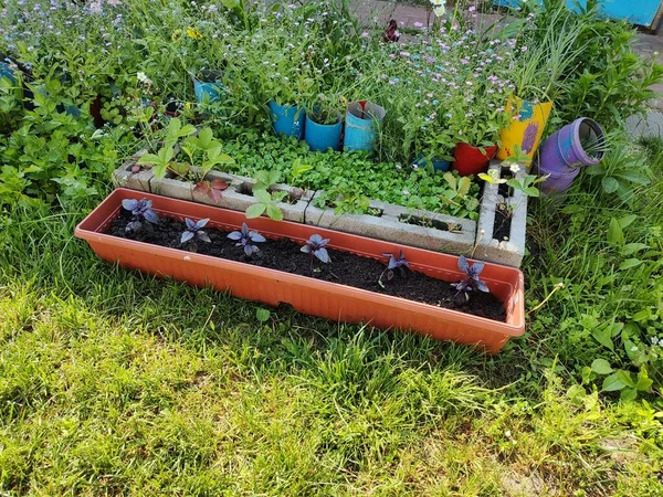 Mini Bahçe Organik Gıda Yetiştiriyor Bahçesi Yaz Mevsiminde Arka Bahçede — Stok fotoğraf