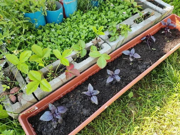 Mini Jardin Cultiver Des Aliments Biologiques Jardin Maison Petit Potager — Photo