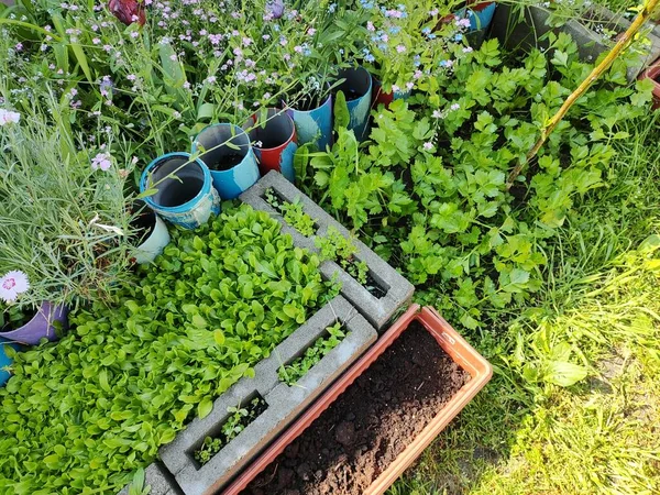 유기농 식품을 기르는 것입니다 여름에는 뒷마당에 유럽의 있습니다 식물들은 있습니다 — 스톡 사진