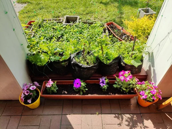 Мини Сад Выращивание Органических Продуктов Домашний Сад Небольшой Европейский Домашний — стоковое фото