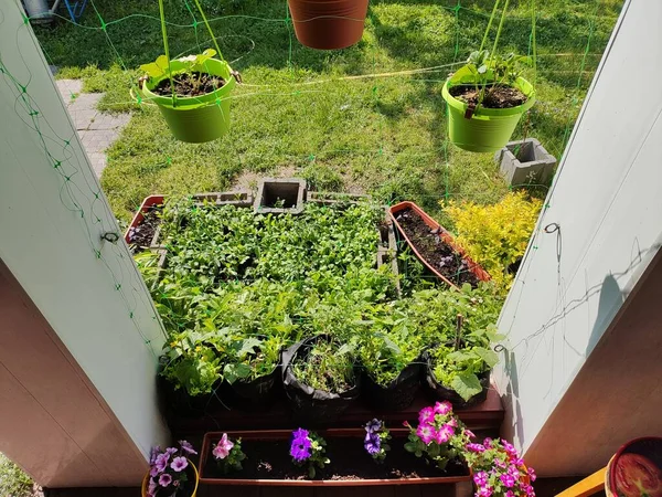Mini Bahçe Organik Gıda Yetiştiriyor Bahçesi Yaz Mevsiminde Arka Bahçede — Stok fotoğraf