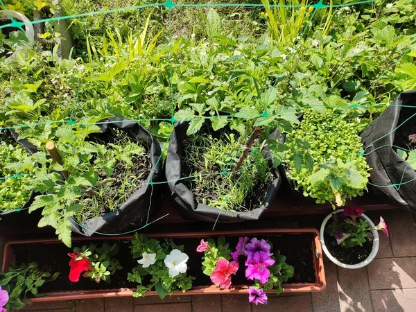 mini garden. growing organic food. home garden. Small European domestic vegetable garden in the backyard in summertime. plants in bags. growing vegetables in bags.