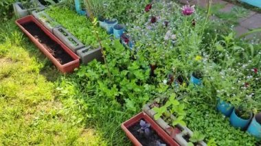 Mini bahçe. Organik gıda yetiştiriyor. Ev bahçesi. Yaz mevsiminde arka bahçede küçük bir Avrupa sebze bahçesi. Torbalarda bitkiler. Torbalarda sebze yetiştiriyor.