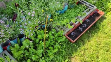 Mini bahçe. Organik gıda yetiştiriyor. Ev bahçesi. Yaz mevsiminde arka bahçede küçük bir Avrupa sebze bahçesi. Torbalarda bitkiler. Torbalarda sebze yetiştiriyor.