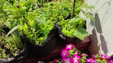 Mini bahçe. Organik gıda yetiştiriyor. Ev bahçesi. Yaz mevsiminde arka bahçede küçük bir Avrupa sebze bahçesi. Torbalarda bitkiler. Torbalarda sebze yetiştiriyor.