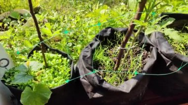 Mini bahçe. Organik gıda yetiştiriyor. Ev bahçesi. Yaz mevsiminde arka bahçede küçük bir Avrupa sebze bahçesi. Torbalarda bitkiler. Torbalarda sebze yetiştiriyor.