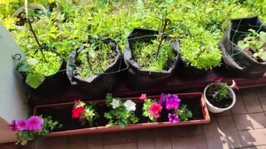 Mini bahçe. Organik gıda yetiştiriyor. Ev bahçesi. Yaz mevsiminde arka bahçede küçük bir Avrupa sebze bahçesi. Torbalarda bitkiler. Torbalarda sebze yetiştiriyor.