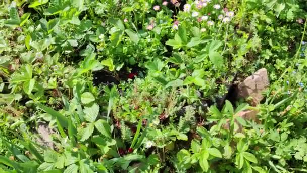 Taman Mini Menanam Makanan Organik Kebun Rumah Kebun Sayur Domestik — Stok Video