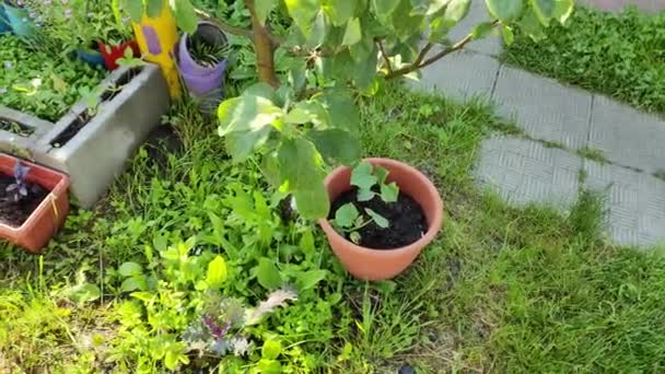 Mini Tuin Biologisch Voedsel Verbouwen Thuis Tuin Kleine Europese Moestuin — Stockvideo