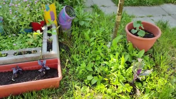 Mini Jardín Cultivar Alimentos Orgánicos Jardín Casero Pequeño Huerto Doméstico — Vídeo de stock