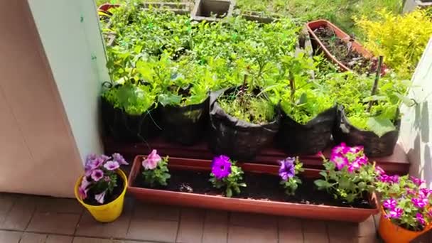 Mini Bahçe Organik Gıda Yetiştiriyor Bahçesi Yaz Mevsiminde Arka Bahçede — Stok video