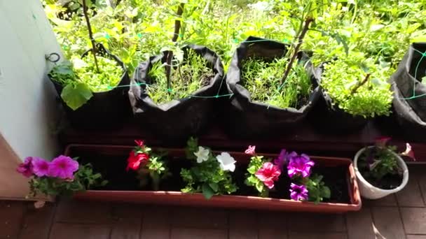 Taman Mini Menanam Makanan Organik Kebun Rumah Kebun Sayur Domestik — Stok Video