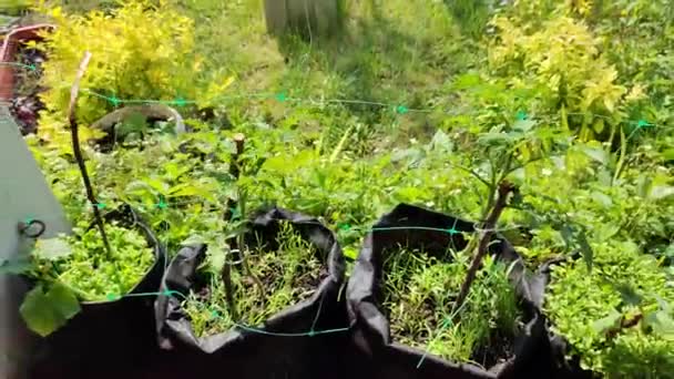 Mini Jardín Cultivar Alimentos Orgánicos Jardín Casero Pequeño Huerto Doméstico — Vídeo de stock