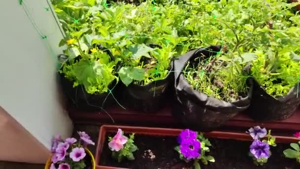 Mini Tuin Biologisch Voedsel Verbouwen Thuis Tuin Kleine Europese Moestuin — Stockvideo