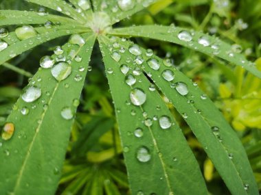 Yaprakların üzerine büyük damlalar. Yeşil yaprakların üzerine yakın çekim düşer. Küçük su damlaları büyük bir damlaya dönüşür. Yeşil bir yaprağın üzerinde. Yağmur, su damlaları. Soyut, doğal arkaplan.