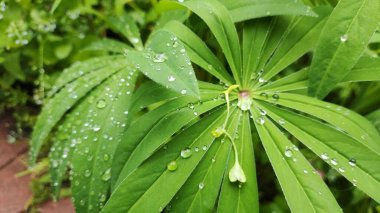 Yaprakların üzerine büyük damlalar. Yeşil yaprakların üzerine yakın çekim düşer. Küçük su damlaları büyük bir damlaya dönüşür. Yeşil bir yaprağın üzerinde. Yağmur, su damlaları. Soyut, doğal arkaplan.
