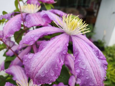 Clematis çiçekleri. Mor mor klematis. Çiçekleri asmak. Büyük klematis çiçekleri koyu mordur. Pembe ve leylak rengi Clematis Melodi çiçekleri