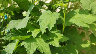 Kuş üzümü yaprakları. Bahçede yeşil böcekli siyah frenk üzümü çalısı. Bahçedeki üzümün yeşil yaprakları. Yaprak ve frenk üzümü hastalıkları. Kıvırcık ve kıvırcık.