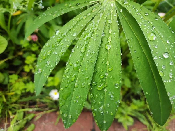 树叶上的大滴 在绿叶上滴落特写 小小的水滴合并成一个大的水滴 在一片绿叶上雨 飞溅的水 自然背景 — 图库照片