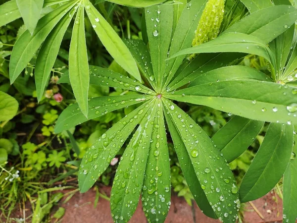 stock image large drops on the leaves. drops on green leaves close-up. Small drops of water merge into a large one. On a green leaf. Rain, splashes of water. Abstract, natural background.