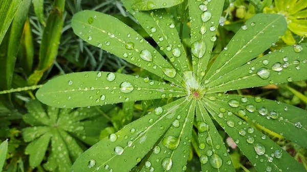 Duże Krople Liściach Krople Zielone Liście Zbliżenie Małe Krople Wody — Zdjęcie stockowe