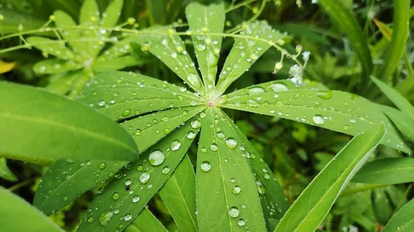 Large Drops Leaves Drops Green Leaves Close Small Drops Water — Stock Photo, Image