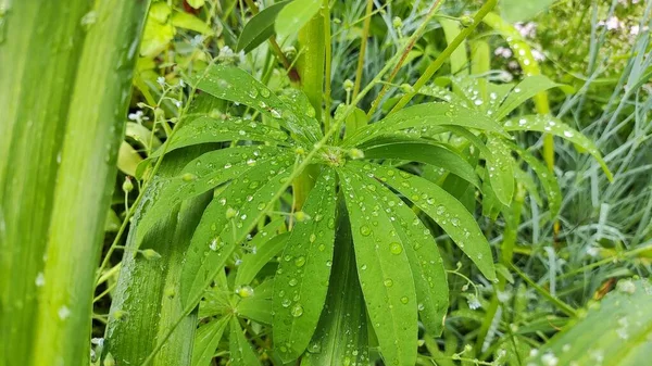 Duże Krople Liściach Krople Zielone Liście Zbliżenie Małe Krople Wody — Zdjęcie stockowe