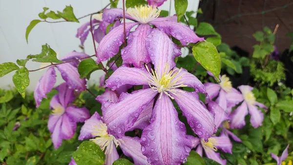 Квіти Клематисів Фіолетовий Фіолетовий Клематис Висячі Квіти Великі Клематиси Темно — стокове фото