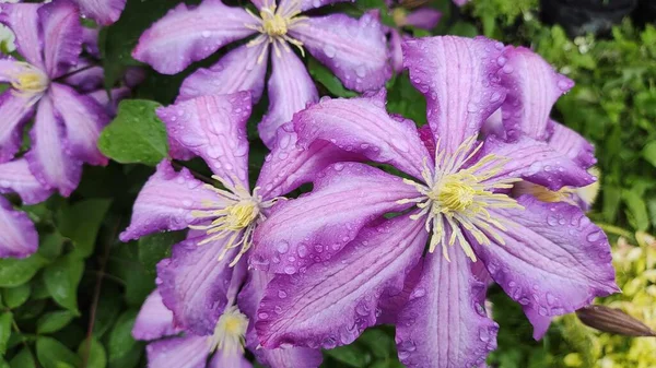 クレマチスの花 紫色のクレマチス 花をぶら下げて 大きなクレマチスの花は濃い紫色です ピンクとライラックの色クレマチスメロディーの花 — ストック写真