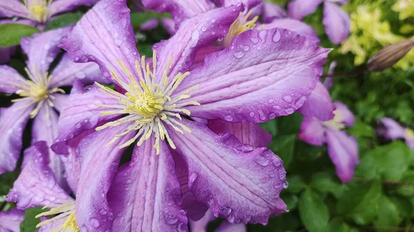 clematis flowers. Purple purple clematis. Hanging flowers. Large clematis flowers are dark purple. Pink and lilac color Clematis Melody flowers
