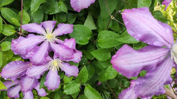 Clematis Flores Clematis Púrpura Colgando Flores Las Grandes Flores Clematis — Foto de Stock