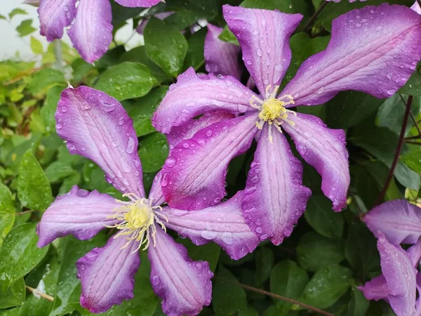 clematis flowers. Purple purple clematis. Hanging flowers. Large clematis flowers are dark purple. Pink and lilac color Clematis Melody flowers