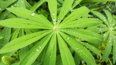 Yaprakların üzerine büyük damlalar. Yeşil yaprakların üzerine yakın çekim düşer. Küçük su damlaları büyük bir damlaya dönüşür. Yeşil bir yaprağın üzerinde. Yağmur, su damlaları. Soyut, doğal arkaplan.