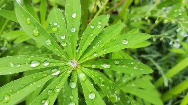 Yaprakların üzerine büyük damlalar. Yeşil yaprakların üzerine yakın çekim düşer. Küçük su damlaları büyük bir damlaya dönüşür. Yeşil bir yaprağın üzerinde. Yağmur, su damlaları. Soyut, doğal arkaplan.