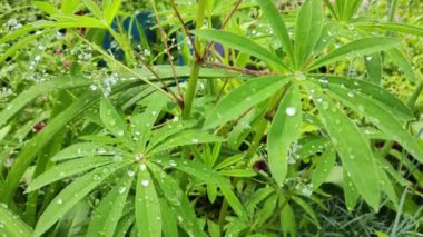 Yaprakların üzerine büyük damlalar. Yeşil yaprakların üzerine yakın çekim düşer. Küçük su damlaları büyük bir damlaya dönüşür. Yeşil bir yaprağın üzerinde. Yağmur, su damlaları. Soyut, doğal arkaplan.