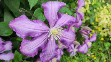 Clematis çiçekleri. Mor mor klematis. Çiçekleri asmak. Büyük klematis çiçekleri koyu mordur. Pembe ve leylak rengi Clematis Melodi çiçekleri