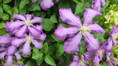 Clematis çiçekleri. Mor mor klematis. Çiçekleri asmak. Büyük klematis çiçekleri koyu mordur. Pembe ve leylak rengi Clematis Melodi çiçekleri