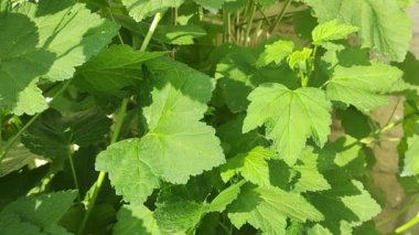 Kuş üzümü yaprakları. Bahçede yeşil böcekli siyah frenk üzümü çalısı. Bahçedeki üzümün yeşil yaprakları. Yaprak ve frenk üzümü hastalıkları. Kıvırcık ve kıvırcık.
