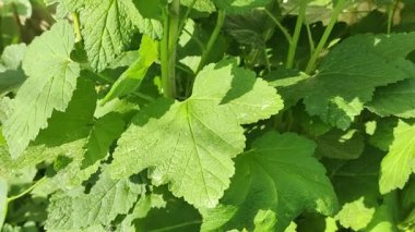 Kuş üzümü yaprakları. Bahçede yeşil böcekli siyah frenk üzümü çalısı. Bahçedeki üzümün yeşil yaprakları. Yaprak ve frenk üzümü hastalıkları. Kıvırcık ve kıvırcık.