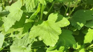 Kuş üzümü yaprakları. Bahçede yeşil böcekli siyah frenk üzümü çalısı. Bahçedeki üzümün yeşil yaprakları. Yaprak ve frenk üzümü hastalıkları. Kıvırcık ve kıvırcık.