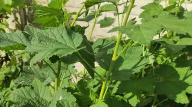 Kuş üzümü yaprakları. Bahçede yeşil böcekli siyah frenk üzümü çalısı. Bahçedeki üzümün yeşil yaprakları. Yaprak ve frenk üzümü hastalıkları. Kıvırcık ve kıvırcık.