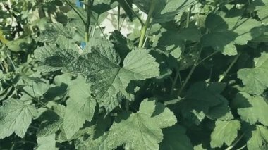 Kuş üzümü yaprakları. Bahçede yeşil böcekli siyah frenk üzümü çalısı. Bahçedeki üzümün yeşil yaprakları. Yaprak ve frenk üzümü hastalıkları. Kıvırcık ve kıvırcık.