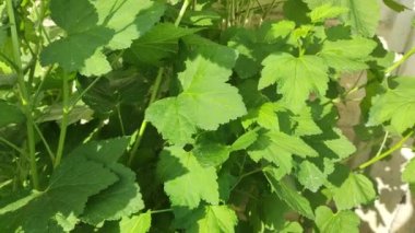 Kuş üzümü yaprakları. Bahçede yeşil böcekli siyah frenk üzümü çalısı. Bahçedeki üzümün yeşil yaprakları. Yaprak ve frenk üzümü hastalıkları. Kıvırcık ve kıvırcık.