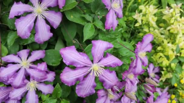 Clematis Flores Clematis Púrpura Colgando Flores Las Grandes Flores Clematis — Vídeo de stock