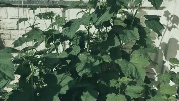 スグリの葉 緑のバグを持つ庭の黒いカラントのブッシュ 庭に近いスグリの緑の葉 スグリの葉と茂みの病気 カリーとフリジー — ストック動画