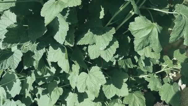 Currant Leaves Bush Black Currant Garden Green Bug Green Leaves — Stock Video