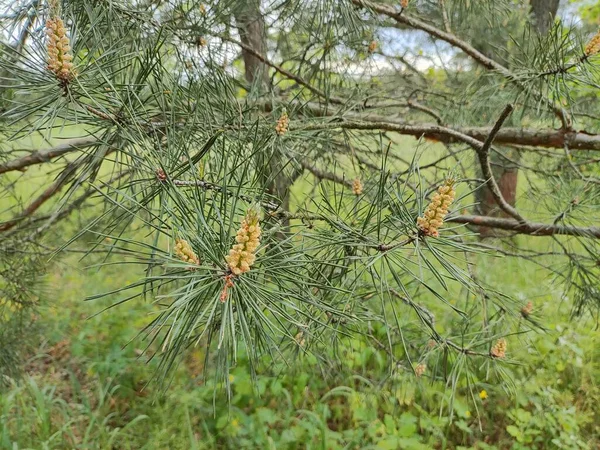 Dennenbloesems Kleine Jonge Kegels Ziet Eruit Als Verbazingwekkende Bloemen Dennenbomen — Stockfoto