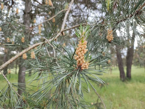 Pine Blossoms Small Young Cones Looks Amazing Flowers Pine Tree — Stock Photo, Image